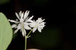 Mountain meadow-rue